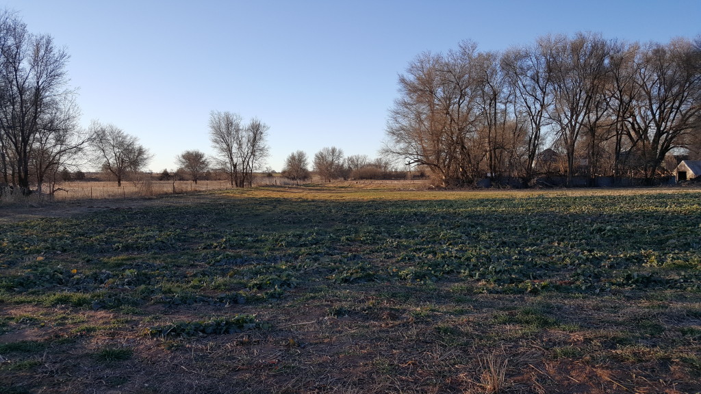 Canola needs sprayed