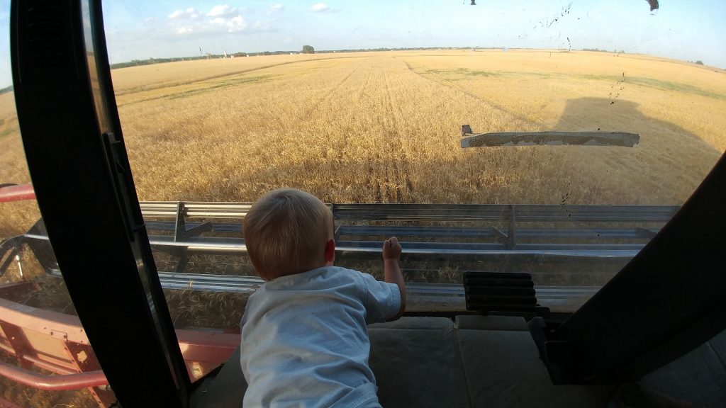 Callan watching the wheat