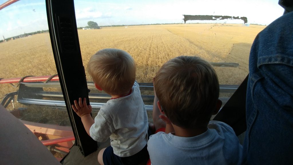 Boys watching the wheat