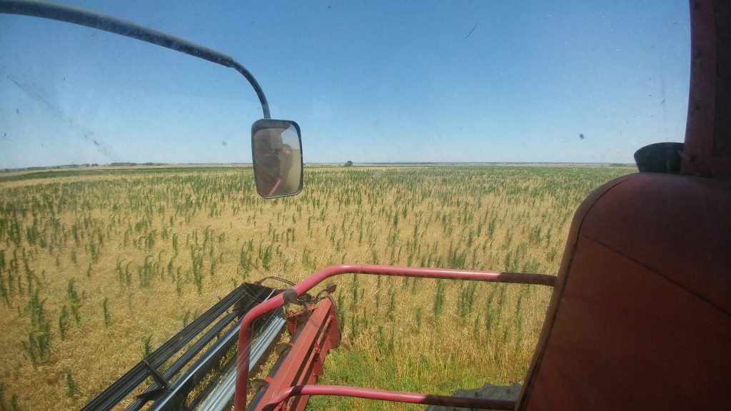 Marestail in wheat