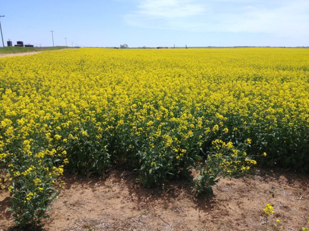Canola with standard lens