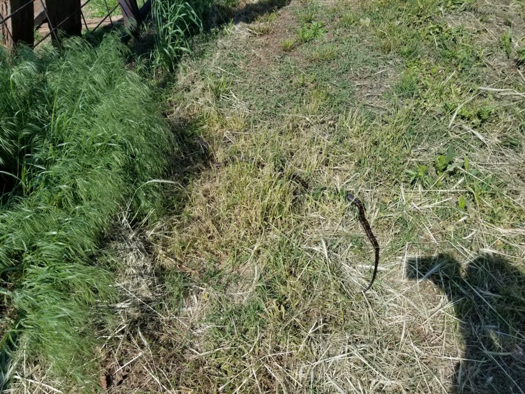 Snake in the grass
