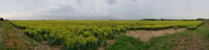 270 degree panorama of canola field