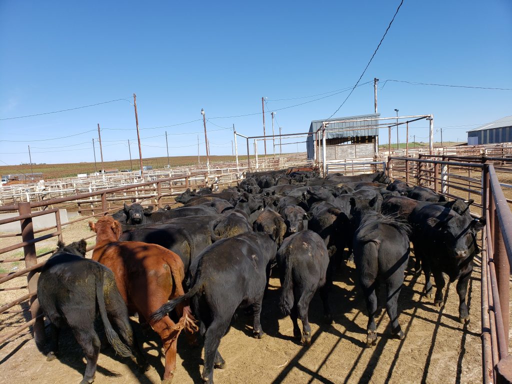 Selling cattle